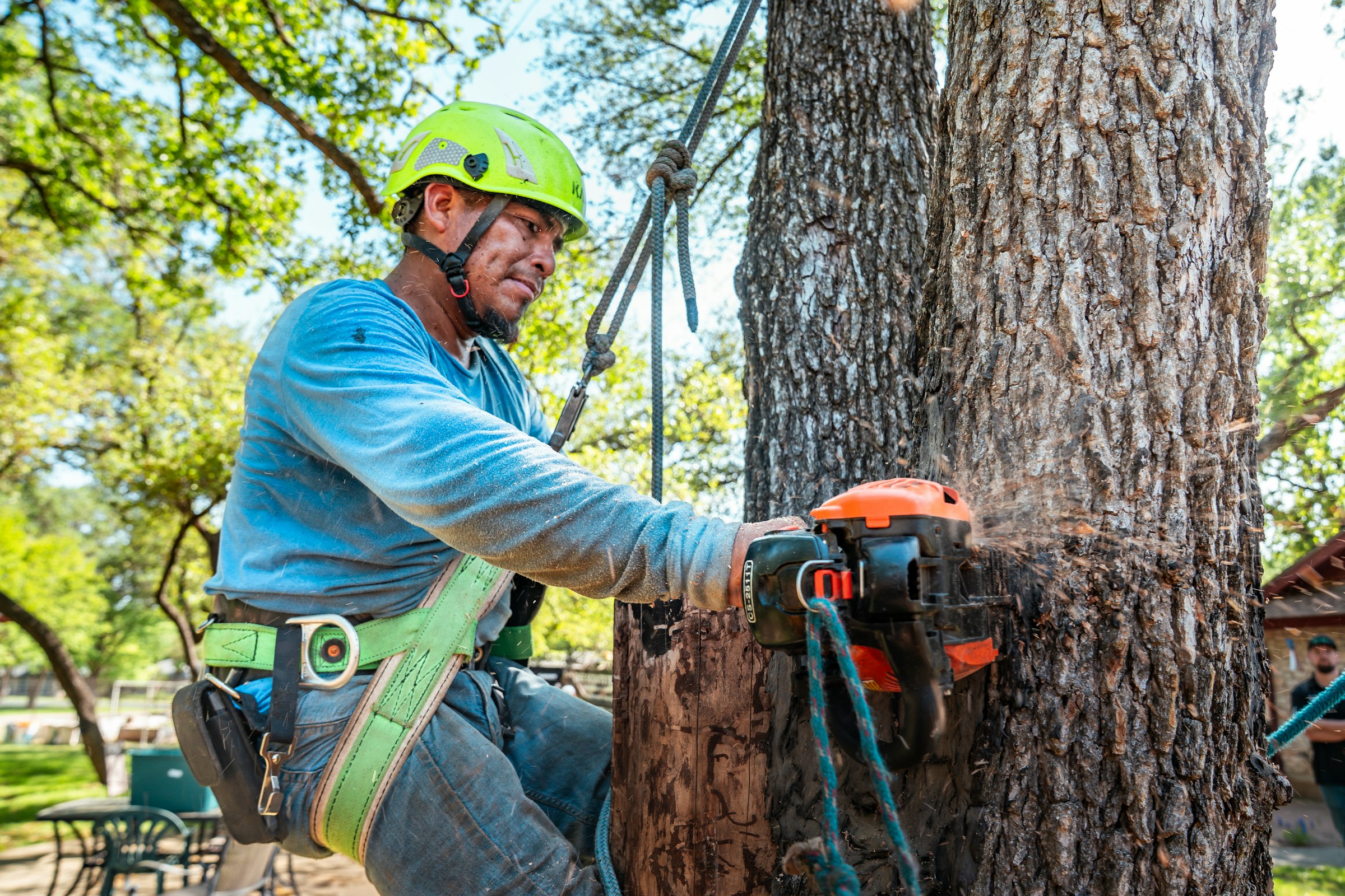 A climbing arborist cutting a hazardous tree with a chainsaw
