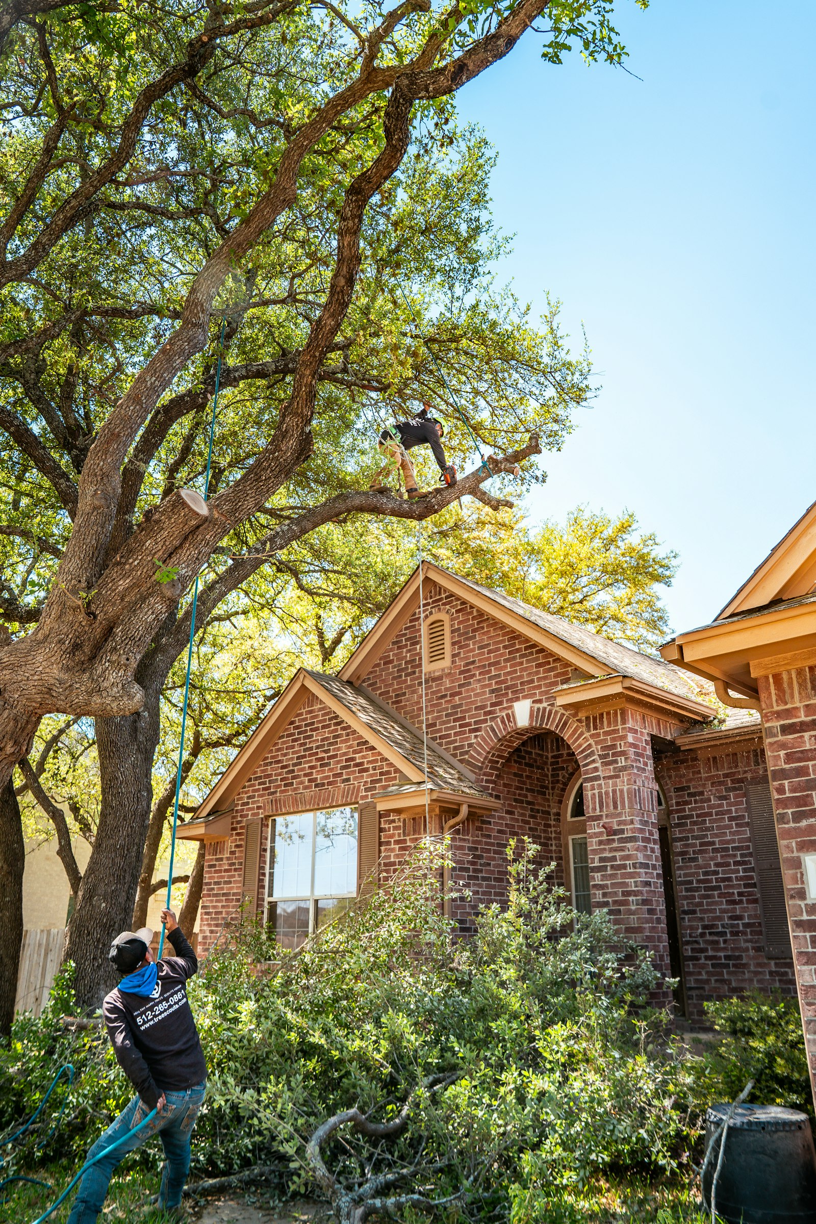 Two arborists pruning a large oak tree near a house