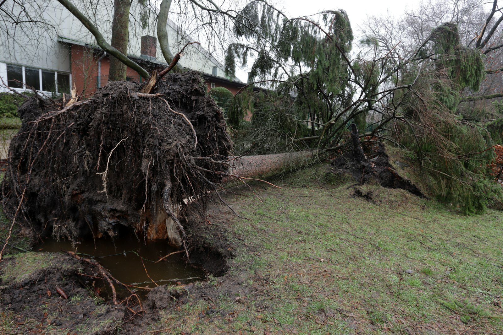 A large tree fallen over in a yard after a storm